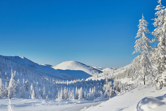 Winter. Mountain valley. Trees in the snow
