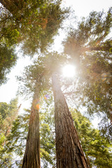 Looking up at tall trees and sunshine - obrazy, fototapety, plakaty