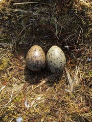 The eggs of gulls are in the nest