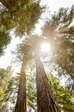 Looking Up At Tall Trees And Sunshine