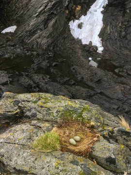 The eggs of gulls are in the nest