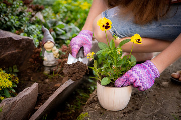 Fototapeta premium Woman's hands planting yellow flowers in the garden