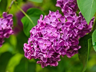 Lilac close-up