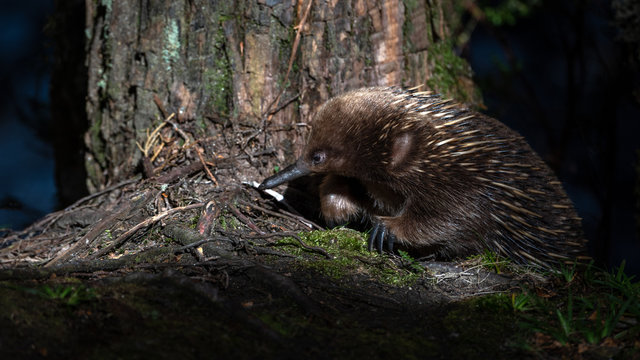 Short-beaked Echidna, Tasmania