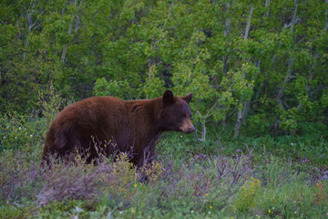Grizzly bear in National Park, Montana, United States of America, North America
