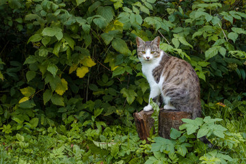 Naklejka na ściany i meble Gray stripe Tabby Cat outside with autumn colors bush in the background,