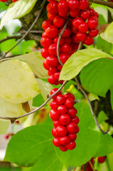 Chinese lemongrass berries. Ripe berries of Chinese lemongrass