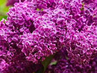 Lilac close-up