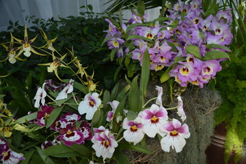 vARIOUS TYPES AND COLORS OF FLOWERS
