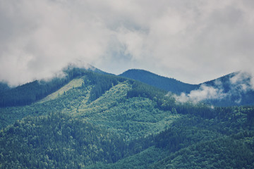 Obraz premium forested rolling hill on a cloudy day. lovely nature scenery of mountainous countryside.