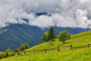 forested rolling hill on a cloudy day. lovely nature scenery of mountainous countryside.