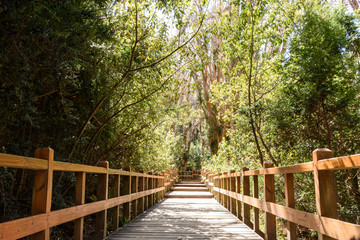 Wooden footpath surrounded by leafy Chilean myrtle trees in Los Arrayanes National Park, Villa La Angostura, Patagonia, Argentina