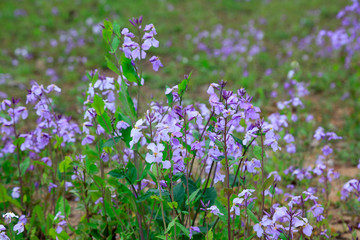 Orychophragmus violaceus flowers in the wild