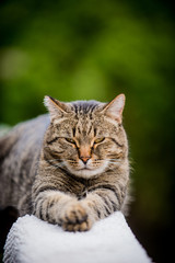 Fototapeta premium Tabby cat relaxing on porch