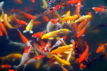 cryprinus carpiod in the water