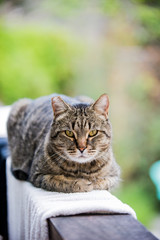 Tabby cat relaxing on porch