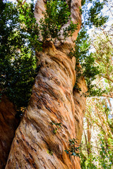 Close up of Chilean myrtle tree trunk in Los Arrayanes National Park, Villa La Angostura, Patagonia, Argentina