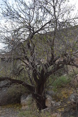 Fototapeta na wymiar Einsamer Baum in La Garrofa Spanien im Winter 