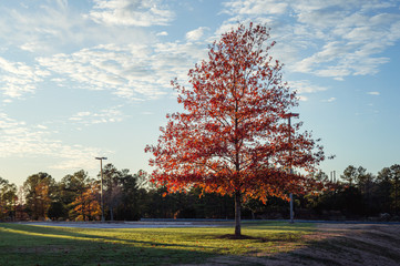 Tree with red leaves hit by golden sunlight on an autumn afternoon
