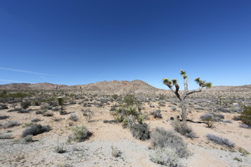  Joshua Tree national park