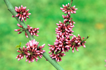 Cercis chinensis flower in a garden