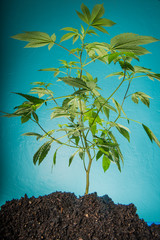 Cannabis plant in bright light.