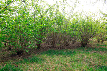 Green bushes in the park