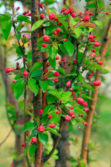 Obraz premium Begonia flowers in the park.