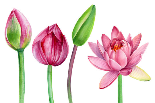 set of pink lotus flowers, leaves, buds on an isolated white background, watercolor clipart, water lily, hand drawn painting