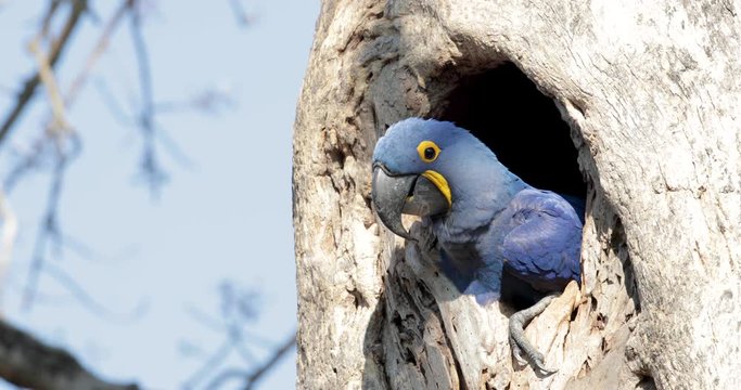 Close up of a Hyacinth macaw perched in a palm tree, South Pantanal, Brazil.