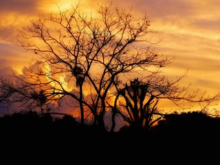 Obraz premium Beautiful landscape of trees with sunset twilight background. tree silhouette on sunset sky over the trees.