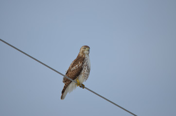 Red Tailed Hawk