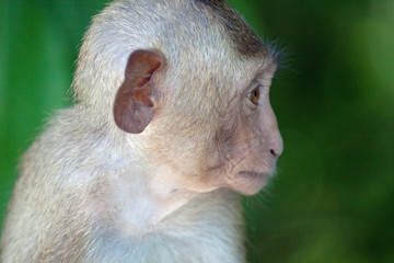 可愛いサル