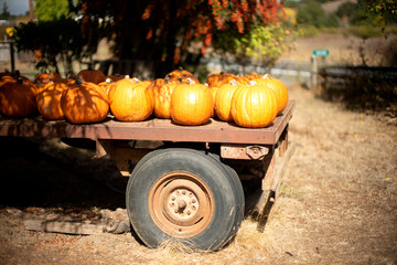 Obraz premium pumpkins on farm