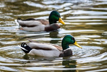 Ducks on the lake in park in Lviv, Ukraine