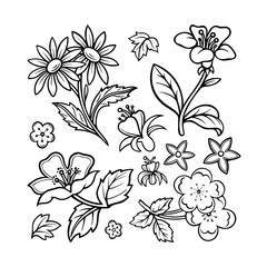 Flowers. Doodle flowers and plants vector illustrations set. Hand drawn floral ornament constructor. Part of set.