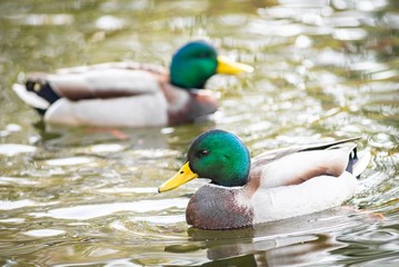 Obraz premium Ducks on the lake in park in Lviv, Ukraine