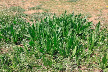 Wild herbs in the field