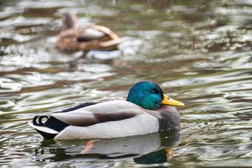 Ducks on the lake in park in Lviv, Ukraine