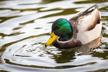 Obraz premium Duck on the lake in Lviv park, Ukraine.