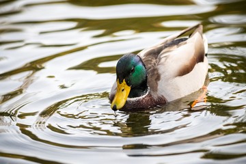 Duck on the lake in Lviv park, Ukraine.