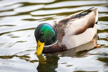 Duck on the lake in Lviv park, Ukraine.