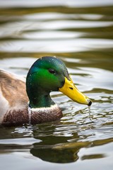 Duck on the lake in Lviv park, Ukraine.