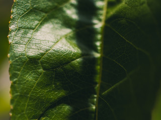Green leaf detail