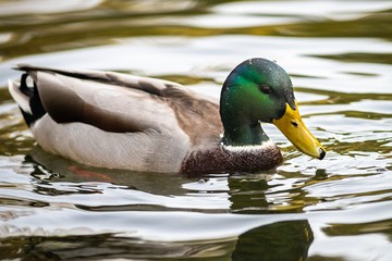 Fototapeta premium Ducks on a lake, Ukraine