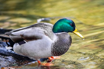 Obraz premium Ducks on a lake, Ukraine