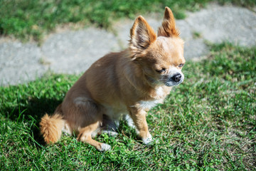 chihuahua on green grass