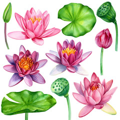 set of leaves and lotus flowers on an isolated white background, watercolor clipart