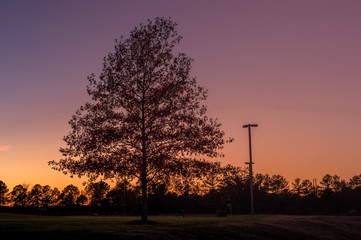 Silhouette of trees with against an orange sunset on an autumn afternoon