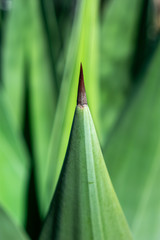Closeup of an Agave Plant